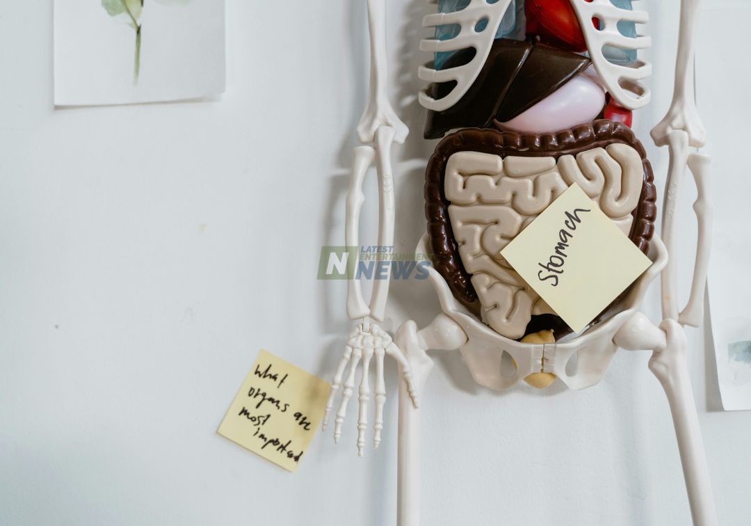 Digestive Health